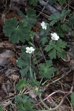 APII jpeg image of Geranium potentilloides var. potentilloides  © contact APII