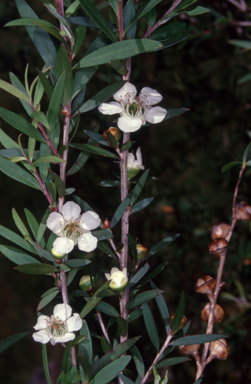 APII jpeg image of Leptospermum morrisonii  © contact APII
