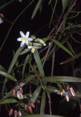 APII jpeg image of Geitonoplesium cymosum  © contact APII