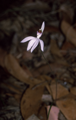 APII jpeg image of Caladenia picta  © contact APII