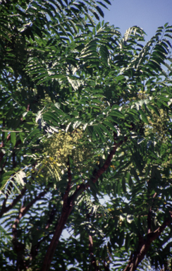 APII jpeg image of Polyscias murrayi  © contact APII