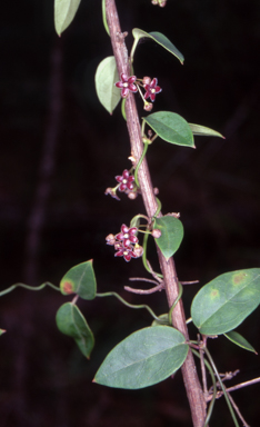 APII jpeg image of Vincetoxicum barbatum  © contact APII