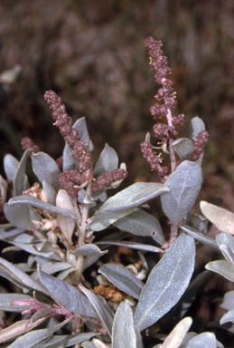 APII jpeg image of Atriplex cinerea  © contact APII