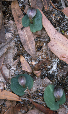 APII jpeg image of Corybas aconitiflorus  © contact APII