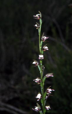APII jpeg image of Prasophyllum brevilabre  © contact APII