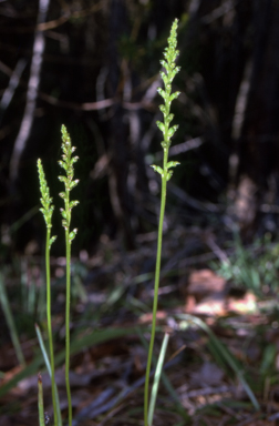 APII jpeg image of Microtis unifolia  © contact APII