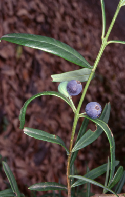 APII jpeg image of Santalum obtusifolium  © contact APII