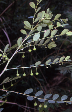 APII jpeg image of Breynia oblongifolia  © contact APII