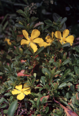 APII jpeg image of Hibbertia diffusa  © contact APII