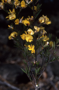 APII jpeg image of Pultenaea benthamii  © contact APII