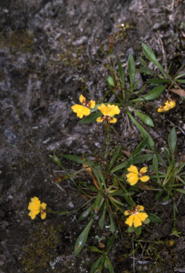 APII jpeg image of Goodenia humilis  © contact APII
