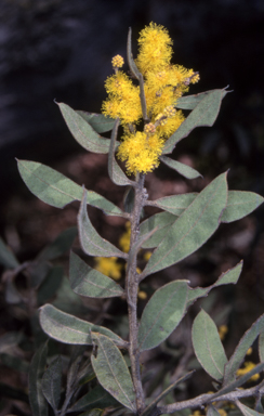 APII jpeg image of Acacia lucasii  © contact APII