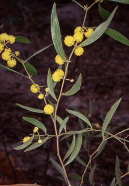 APII jpeg image of Acacia verniciflua  © contact APII