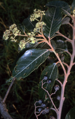 APII jpeg image of Alphitonia excelsa  © contact APII