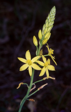APII jpeg image of Bulbine glauca  © contact APII