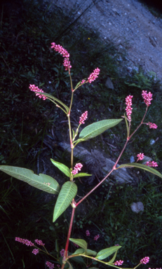 APII jpeg image of Persicaria elatior  © contact APII