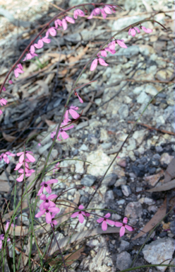 APII jpeg image of Tetratheca subaphylla  © contact APII