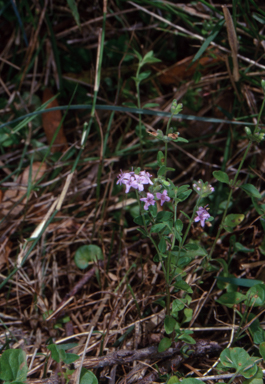 APII jpeg image of Mentha diemenica  © contact APII