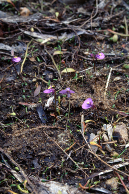 APII jpeg image of Utricularia dichotoma subsp. monanthos  © contact APII