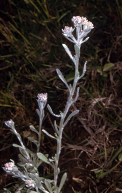 APII jpeg image of Vellereophyton dealbatum  © contact APII