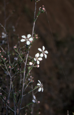 APII jpeg image of Leptospermum parvifolium  © contact APII