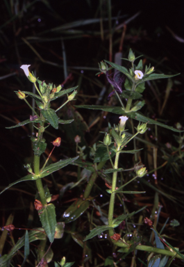 APII jpeg image of Gratiola pedunculata  © contact APII