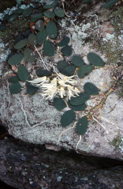 APII jpeg image of Dockrillia linguiformis  © contact APII