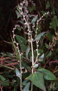 APII jpeg image of Atriplex australasica  © contact APII