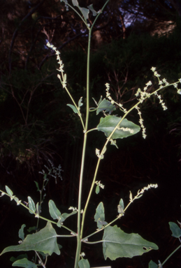 APII jpeg image of Chenopodium album  © contact APII