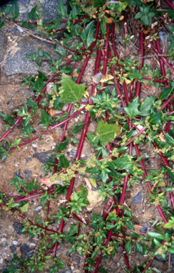 APII jpeg image of Chenopodium glaucum  © contact APII