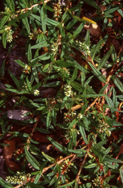 APII jpeg image of Persicaria prostrata  © contact APII
