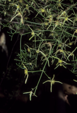 APII jpeg image of Clematis leptophylla  © contact APII