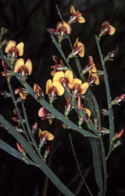 APII jpeg image of Bossiaea scolopendria  © contact APII