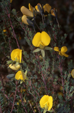 APII jpeg image of Gompholobium minus  © contact APII