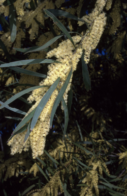 APII jpeg image of Acacia longifolia  © contact APII
