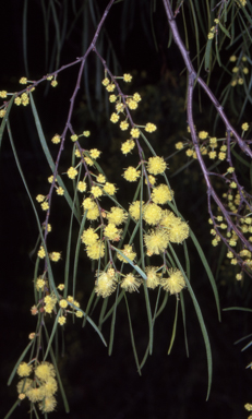 APII jpeg image of Acacia cognata  © contact APII
