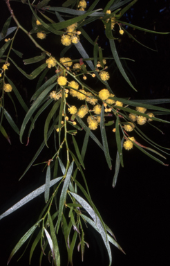 APII jpeg image of Acacia subporosa  © contact APII