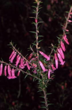 APII jpeg image of Epacris impressa  © contact APII
