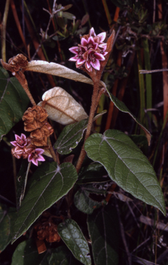 APII jpeg image of Lasiopetalum macrophyllum  © contact APII