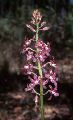 APII jpeg image of Dipodium variegatum  © contact APII