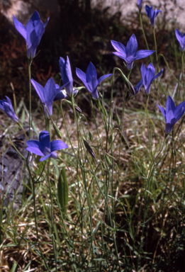 APII jpeg image of Wahlenbergia stricta subsp. stricta  © contact APII
