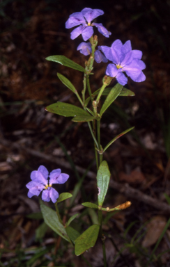 APII jpeg image of Dampiera stricta  © contact APII