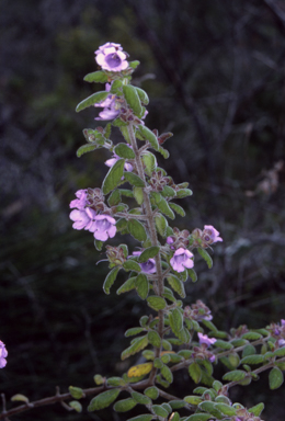 APII jpeg image of Prostanthera incana  © contact APII