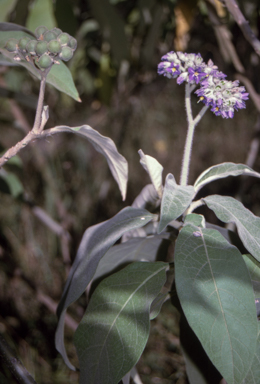 APII jpeg image of Solanum mauritianum  © contact APII