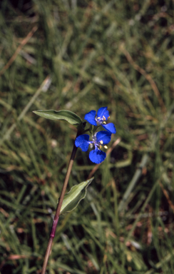 APII jpeg image of Commelina cyanea  © contact APII
