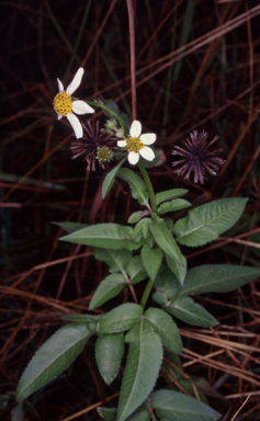 APII jpeg image of Bidens pilosa  © contact APII