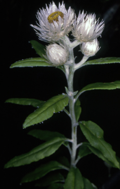 APII jpeg image of Coronidium elatum  © contact APII