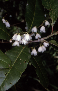 APII jpeg image of Elaeocarpus reticulatus  © contact APII