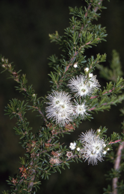 APII jpeg image of Kunzea ambigua  © contact APII