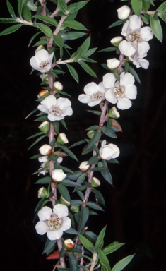 APII jpeg image of Leptospermum scoparium  © contact APII